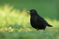 Kos cerny - Turdus merula - Eurasian Blackbird 0160